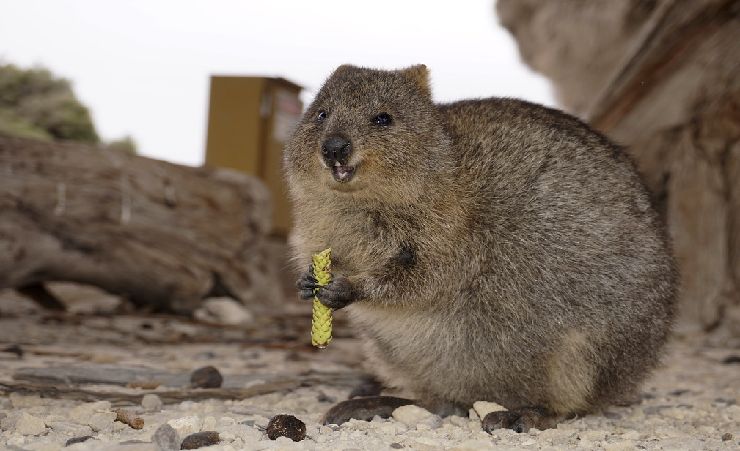 Rottnest Island Quokkas Western Australia