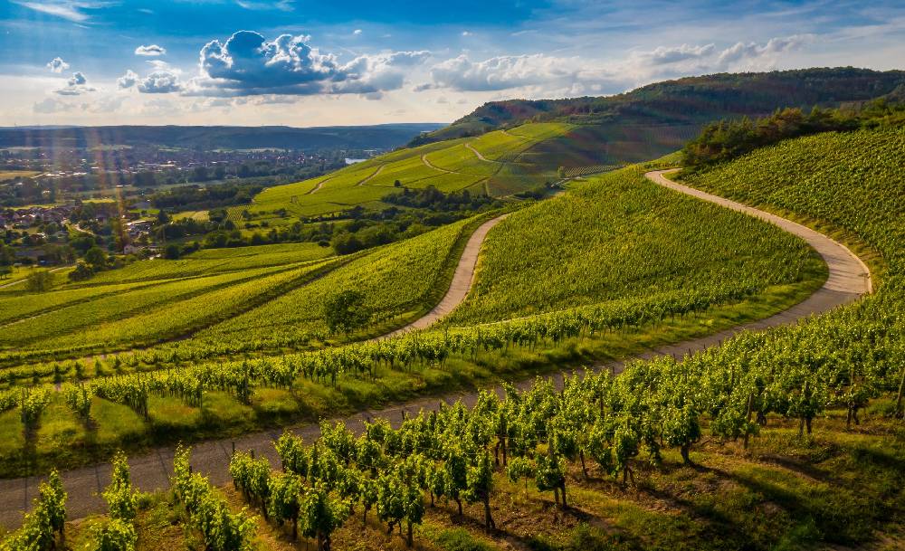 Wine Terroirs Region Beautiful Landscape