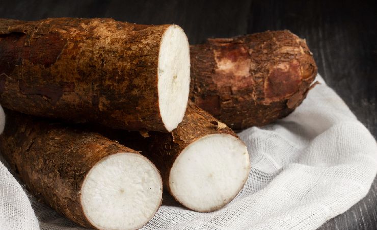 cassava cut showing