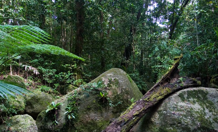 daintree national park photo