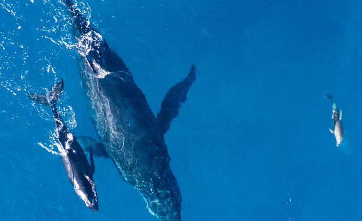 Whales Together