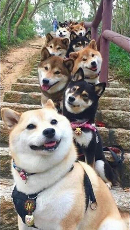 Shiba Inu And Friends