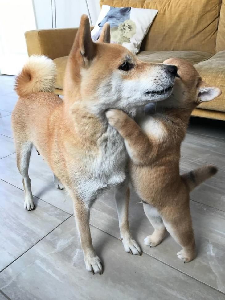 Shiba Inu And Puppy Hug