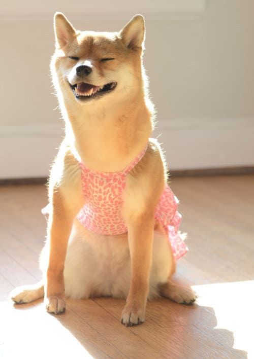 Shiba Inu Ballarina