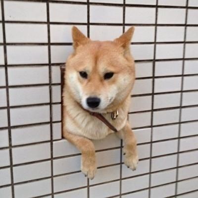 Shiba Inu Chii Hozumino