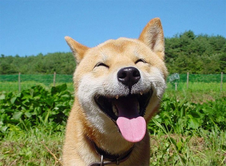 Shiba Inu Cute Smile