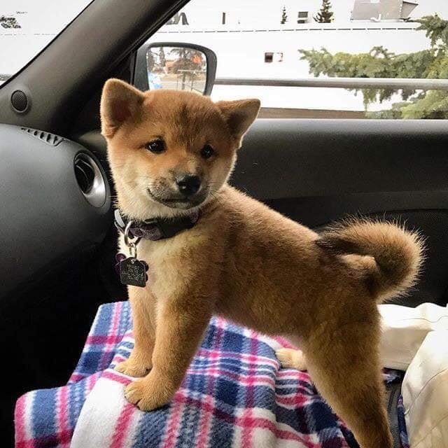 Shiba Inu Driving