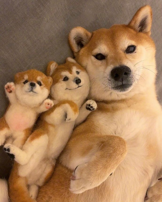 Shiba Inu Fake Dogs