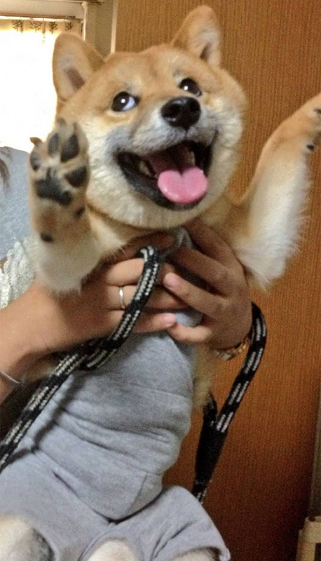 Shiba Inu Holding Happy