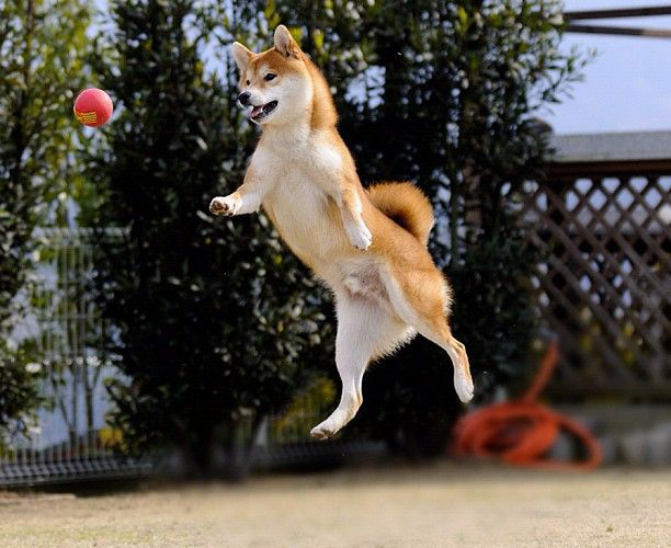 Shiba Inu Jumping