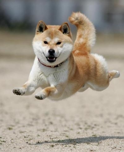 Shiba Inu Kumi Ito