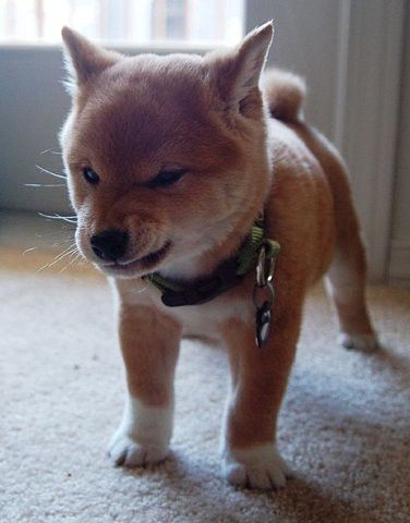 Shiba Inu Mean Look