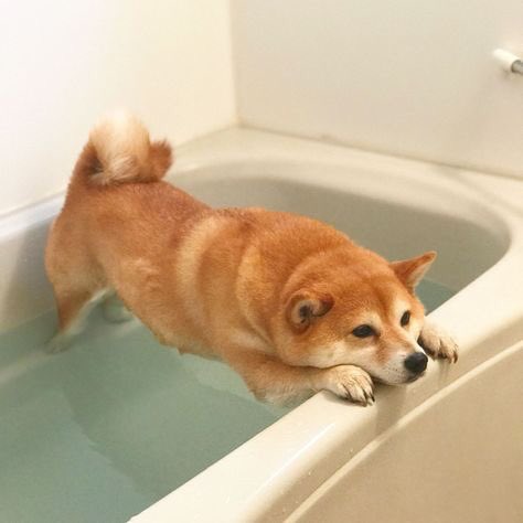 Shiba Inu On Bathtub