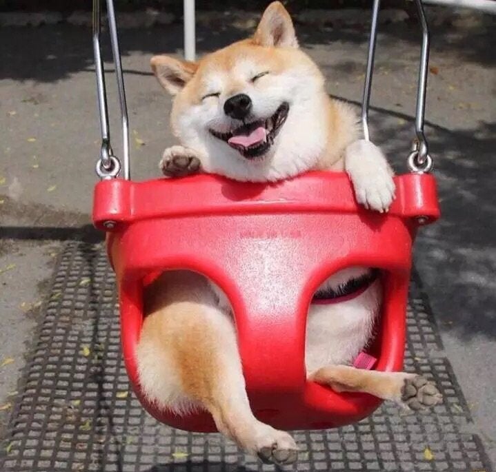 Shiba Inu On Swing