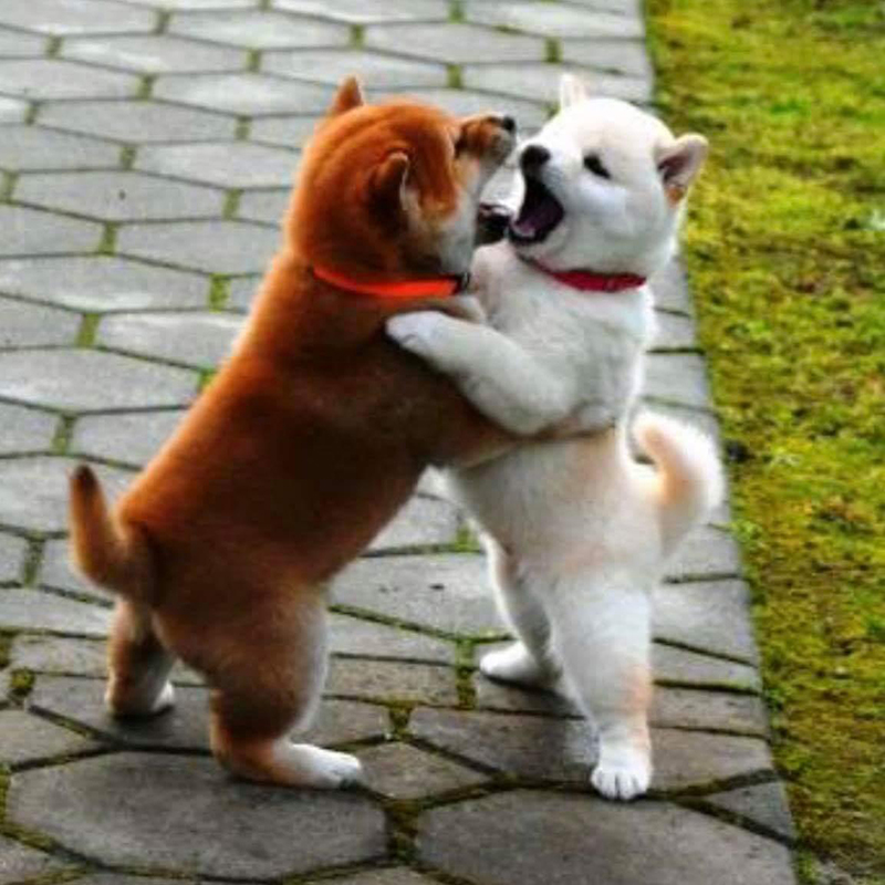 Shiba Inu Puppies Fight