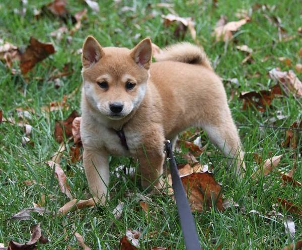 Shiba Inu Puppy Playing