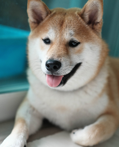 Shiba Inu Refer 6