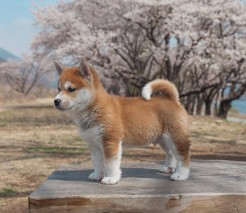 Shiba Inu Refer1