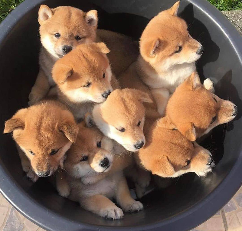 Shiba Inu Refer10