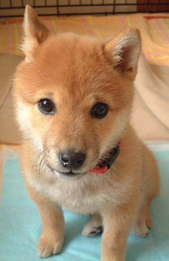 Shiba Inu Sitting