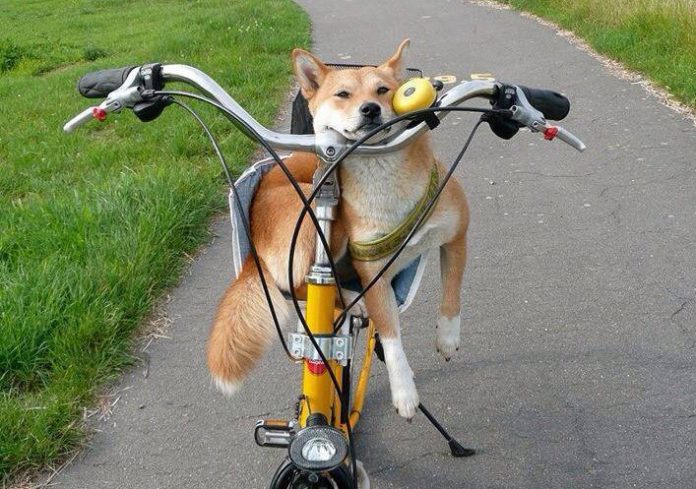 Shiba Inu Sleeping On Bike