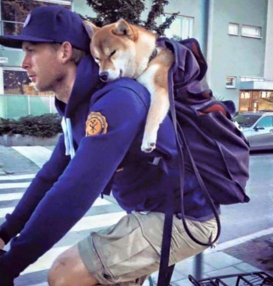 Shiba Inu Sleeping On Owner Shoulders