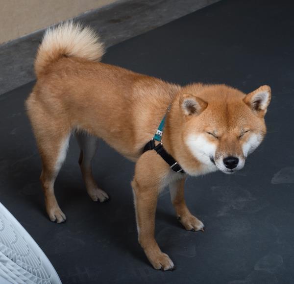 Shiba Inu Squint