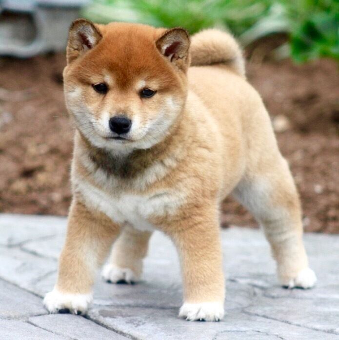 Shiba Inu Standing Cute