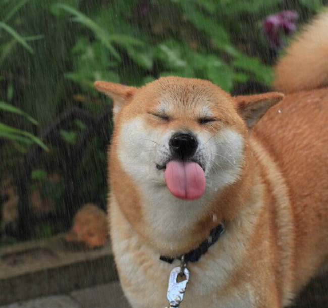 Shiba Inu Tongue Out