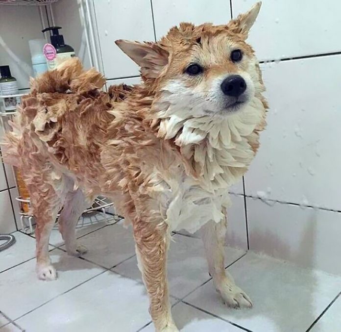 Shiba Inu Wet Bath